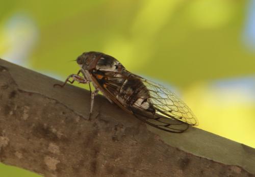 Lyristes plebejus